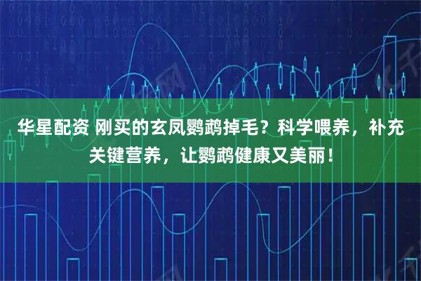 华星配资 刚买的玄凤鹦鹉掉毛?科学喂养,补充关键营养,让鹦鹉健康又美丽!